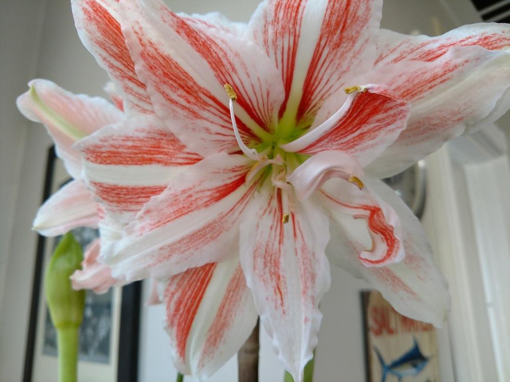 Photo of Amaryllis (Hippeastrum 'Candy Cane') uploaded by StanviewGardner