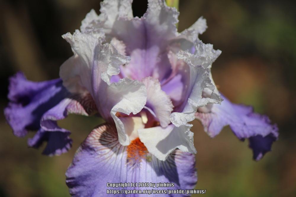 Photo of Tall Bearded Iris (Iris 'Firebeard') uploaded by pinkiris