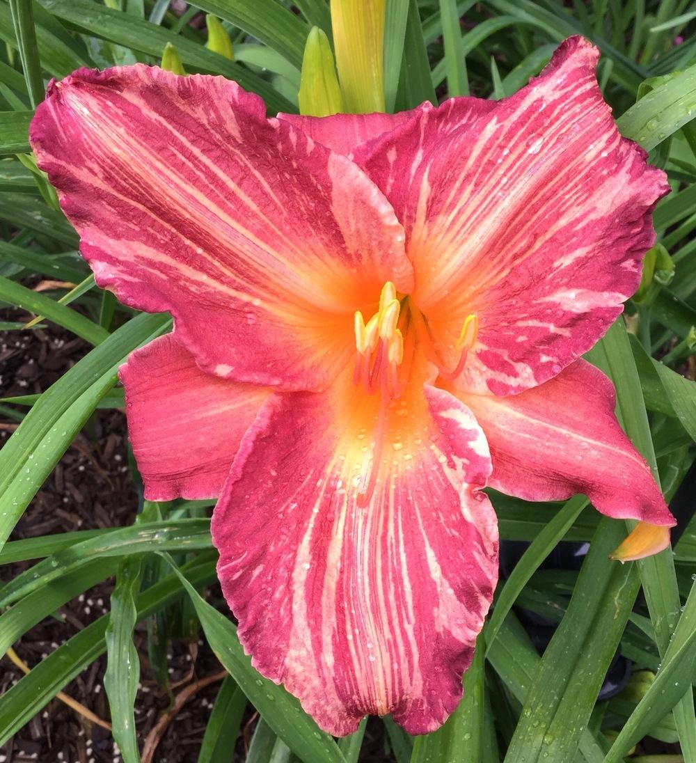 Photo of Daylily (Hemerocallis 'Pink Stripes') uploaded by scflowers