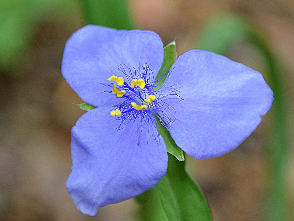 Photo of Spiderwort (Tradescantia ohiensis) uploaded by sunkissed