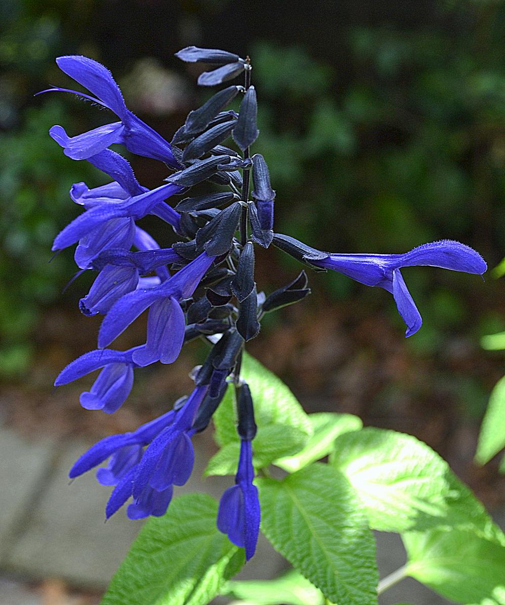 Photo of Anise-Scented Sage (Salvia coerulea 'Black and Blue') uploaded by sunkissed