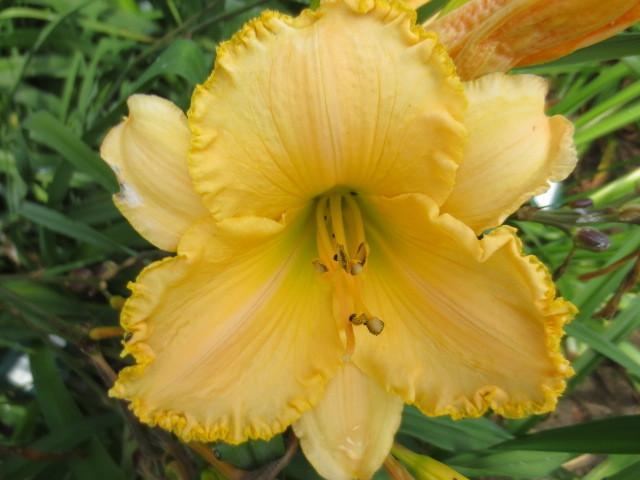Photo of Daylily (Hemerocallis 'Trenton Sherry In Rags') uploaded by Caruso