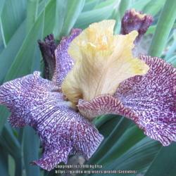 Location: Las Cruces, NM
Date: 2018-04-03
Tall Bearded Iris Temporal Anomaly