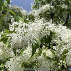 Location:  Historic City Cemetery, Sacramento CA.
Date: 2018-04-09
Dazzling white flowers.