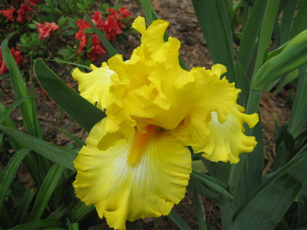 Photo of Irises (Iris) uploaded by Maxmom98