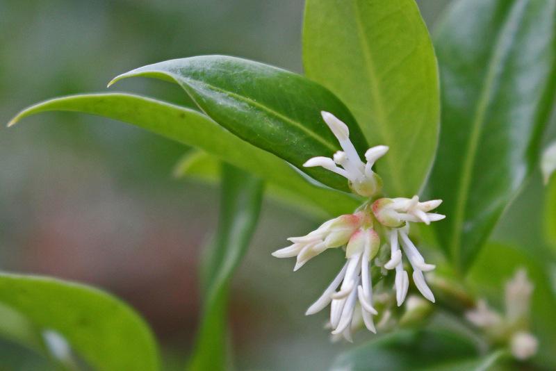 Photo of Sweet Box (Sarcococca confusa) uploaded by RuuddeBlock
