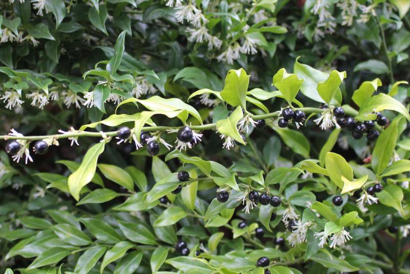 Photo of Sweet Box (Sarcococca confusa) uploaded by RuuddeBlock