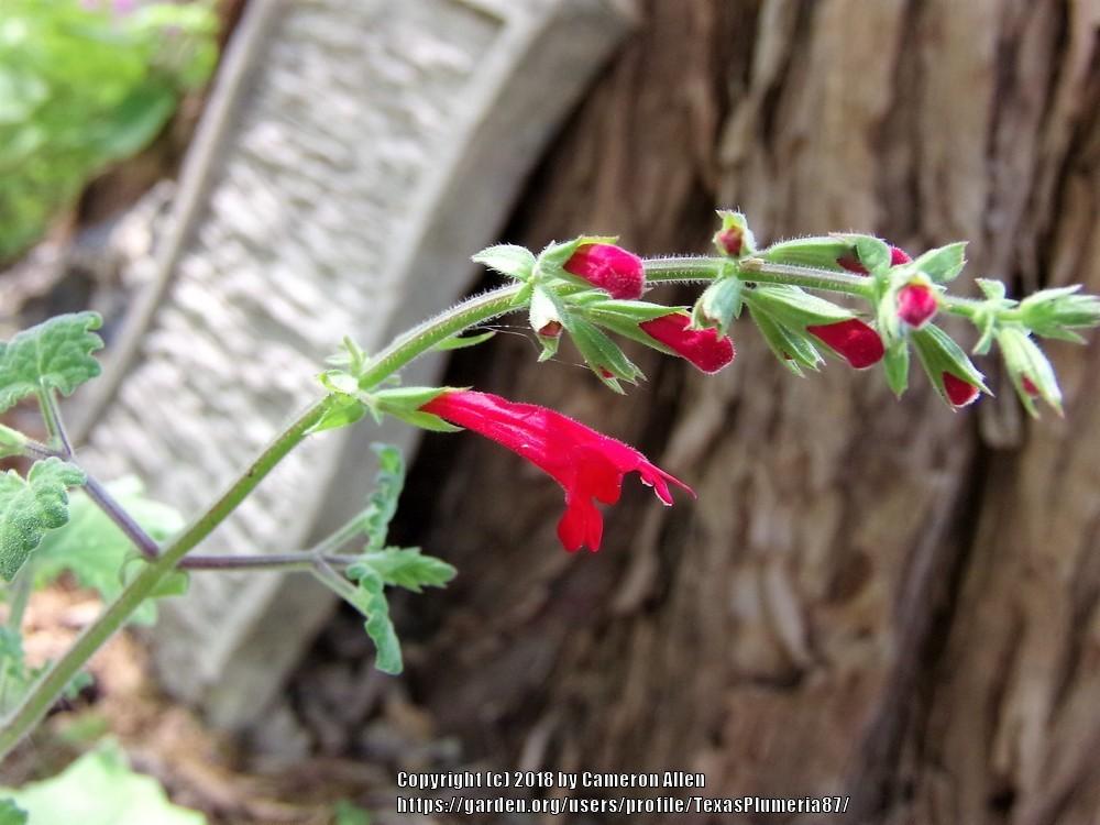 Photo of Roemer's Sage (Salvia roemeriana) uploaded by TexasPlumeria87
