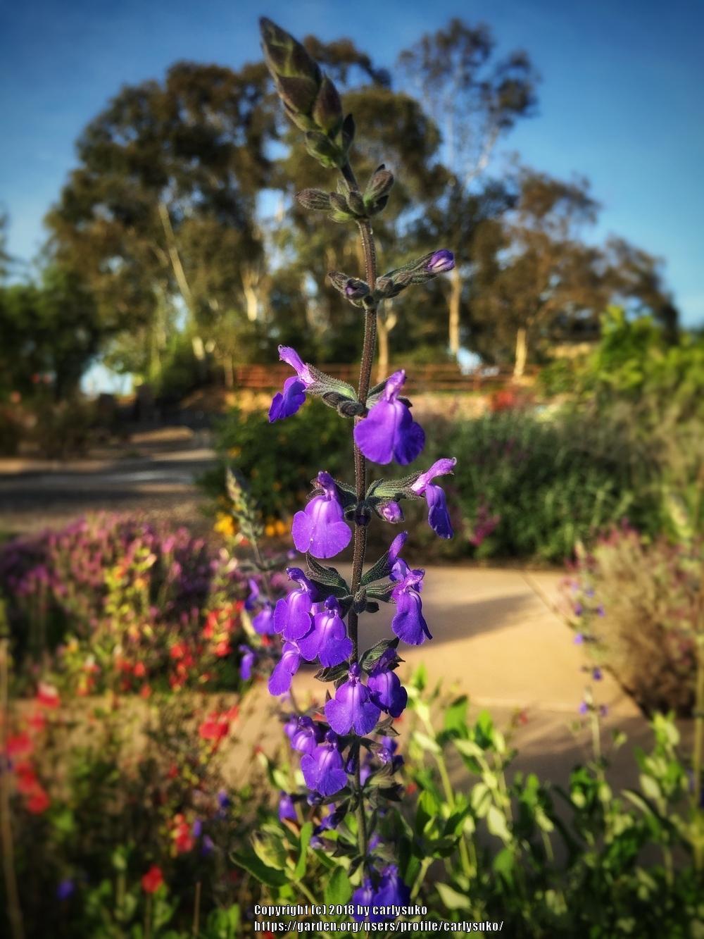 Photo of Blue Oak Sage (Salvia chamaedryoides) uploaded by carlysuko