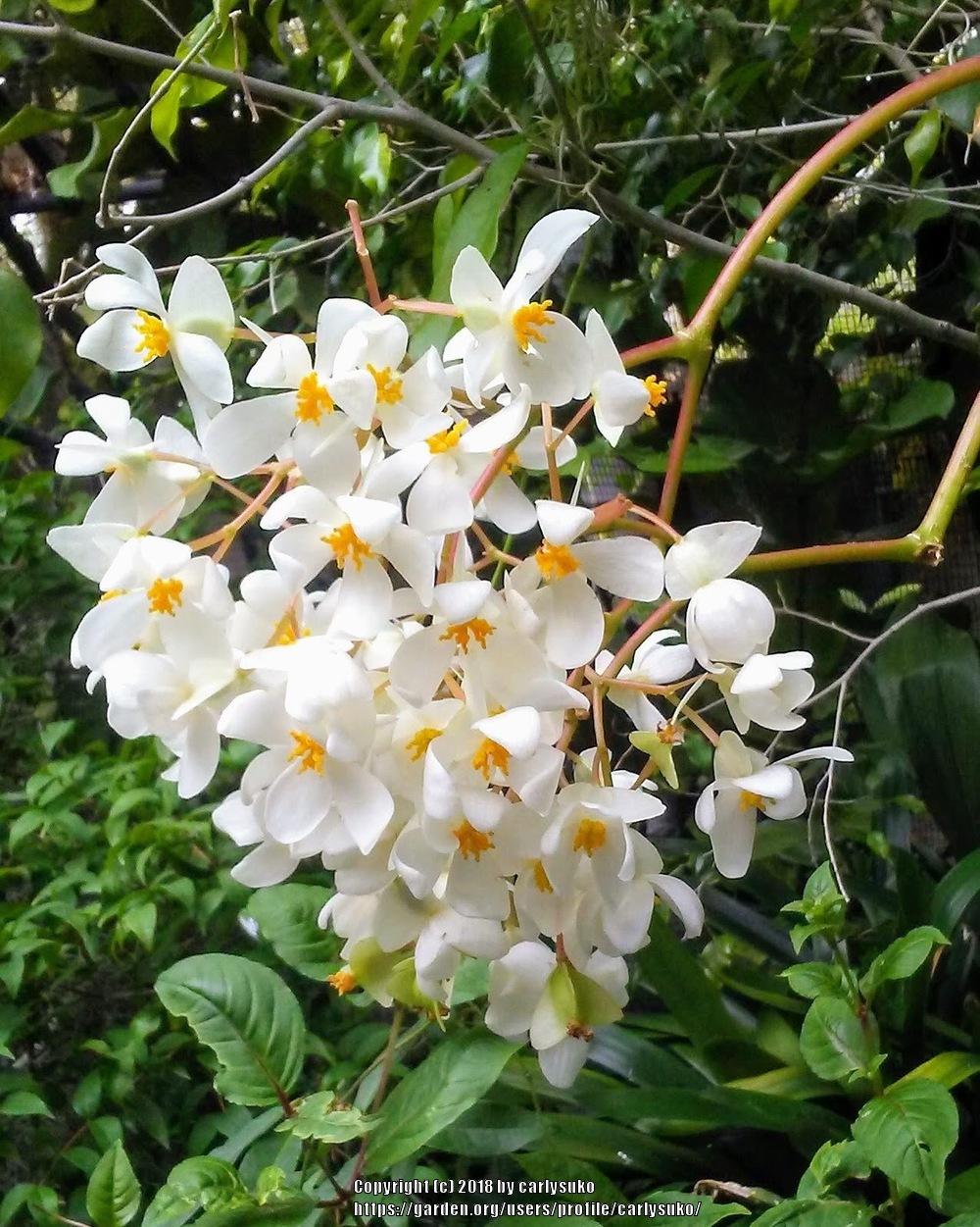 Photo of Begonia (Begonia obliqua) uploaded by carlysuko