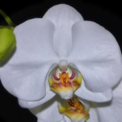 Location: Botanical Gardens of the State of Georgia...Athens, Ga
Date: 2018-04-06
White Moth Orchid 030