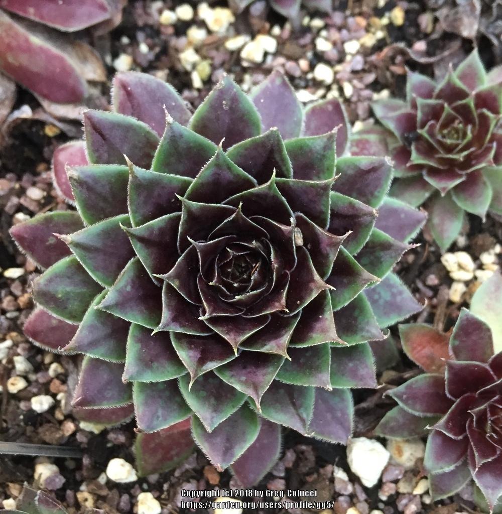 Photo of Hen and Chicks (Sempervivum 'Heart of Darkness') uploaded by gg5