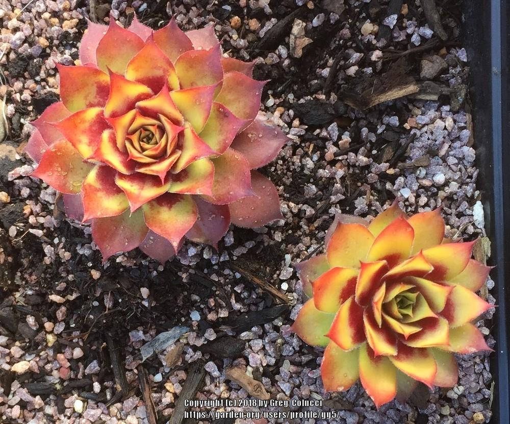 Photo of Hen and Chicks (Sempervivum 'Gold Nugget') uploaded by gg5
