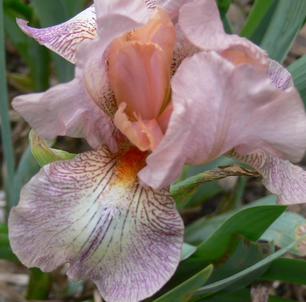 Photo of Intermediate Bearded Iris (Iris 'Pink Collage') uploaded by janwax
