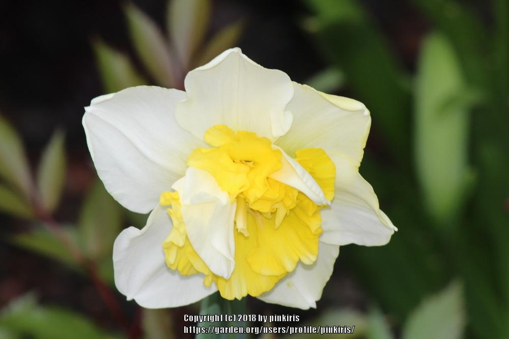 Photo of Double Daffodil (Narcissus 'Ice King') uploaded by pinkiris