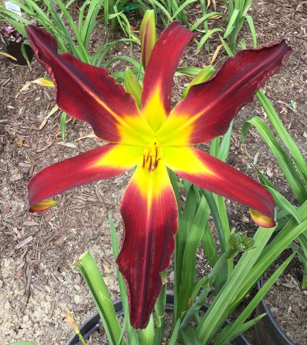 Photo of Daylily (Hemerocallis 'Spacecoast Red Dragon') uploaded by scflowers