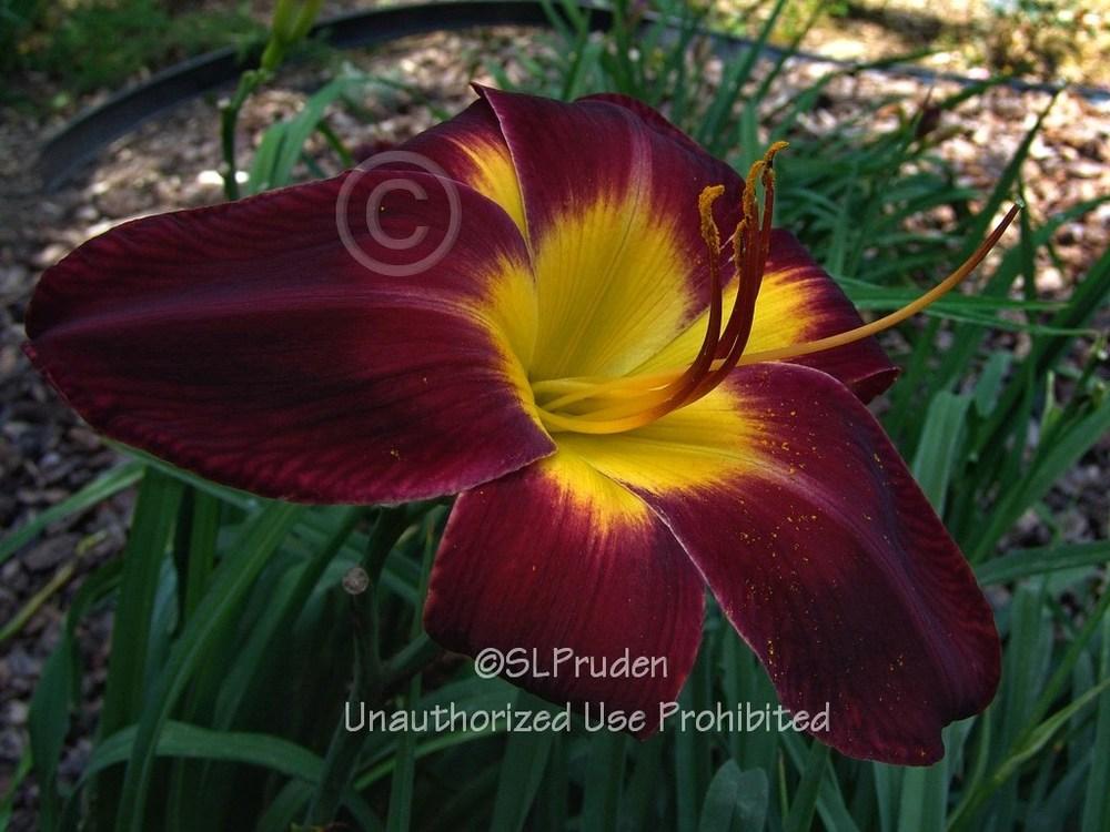 Photo of Daylily (Hemerocallis 'Persian Ruby') uploaded by DaylilySLP