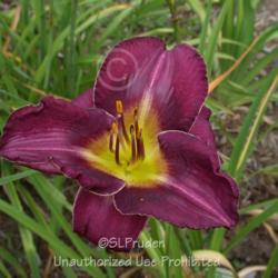 Location: Private Daylily Garden, MI (DKP)
Date: 2009-07-30
Not one bloom was double