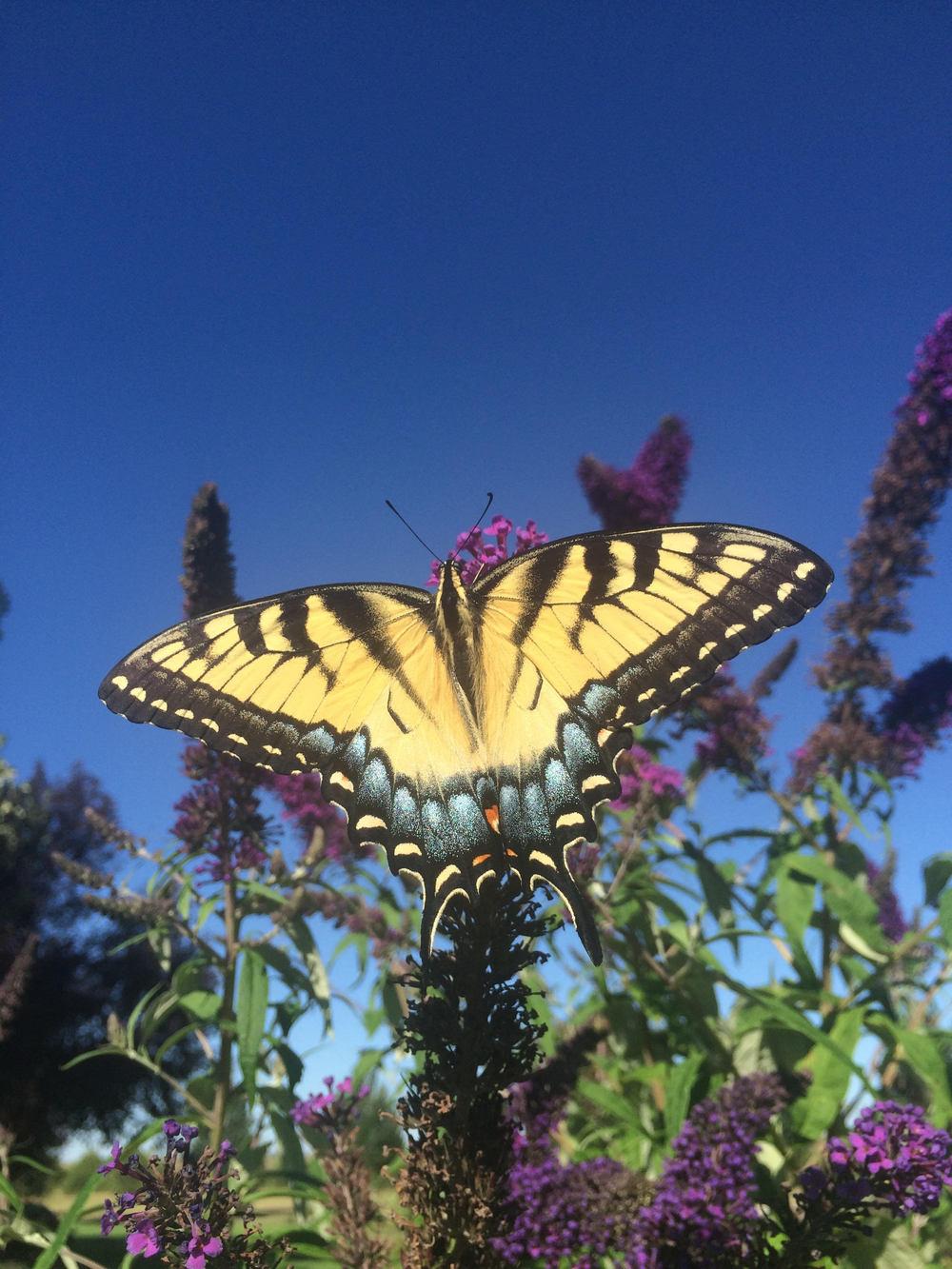 Photo of Butterfly Bush (Buddleja davidii 'Black Knight') uploaded by Garden_Girl