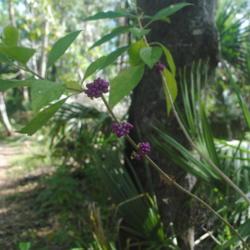 Location: Fern Forest Nature Center in Coconut Creek, FL
Date: 2018-03-27
fruit clusters