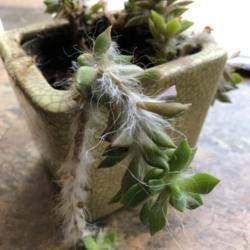 
Date: 2018-04-09
Help identify the name of this plant? doesn't flower either.