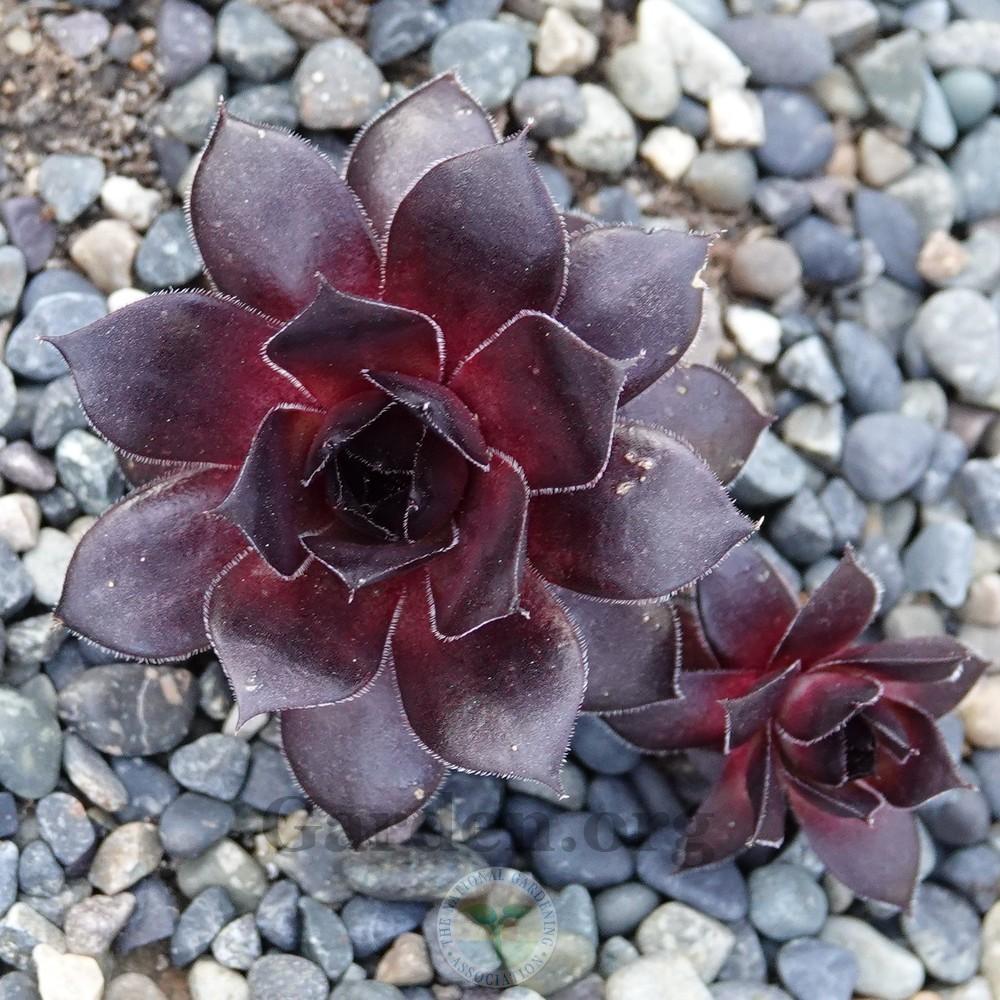 Photo of Hen and Chicks (Sempervivum 'Intensity') uploaded by Patty