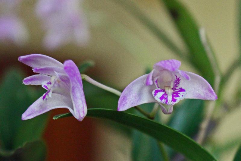 Photo of Orchid (Dendrobium kingianum) uploaded by RuuddeBlock