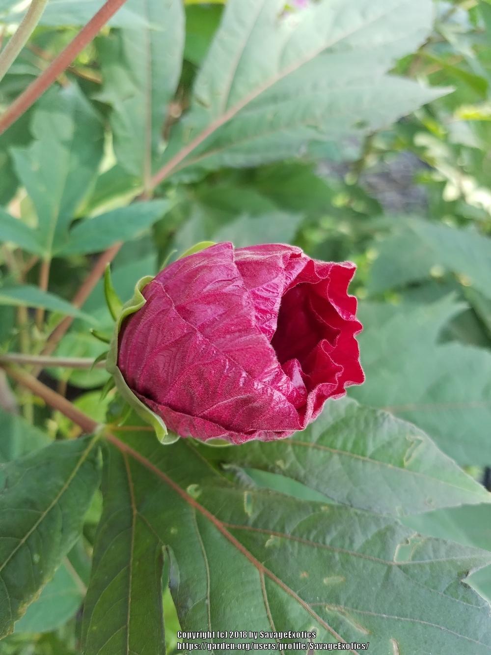 Photo of Hybrid Hardy Hibiscus (Hibiscus Summerific™ Berry Awesome) uploaded by SavageExotics
