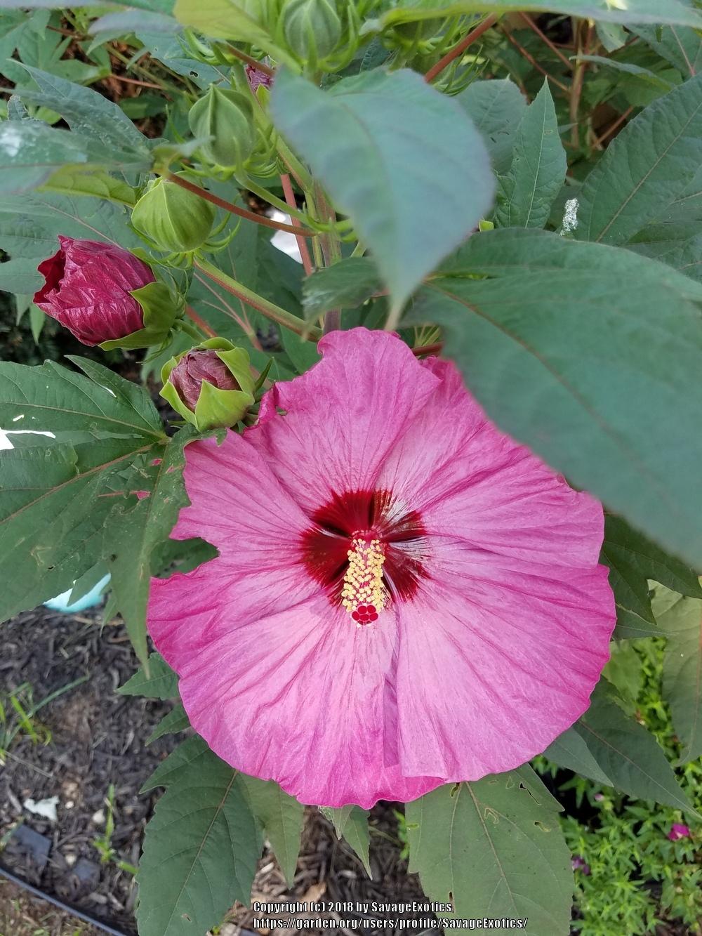 Photo of Hybrid Hardy Hibiscus (Hibiscus Summerific™ Berry Awesome) uploaded by SavageExotics