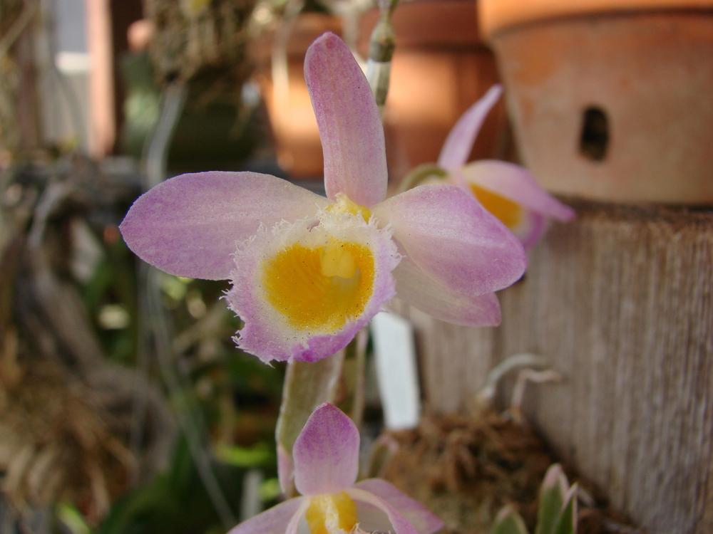 Photo of Loddiges' Dendrobium (Dendrobium loddigesii) uploaded by Ted5310