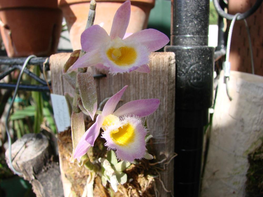 Photo of Loddiges' Dendrobium (Dendrobium loddigesii) uploaded by Ted5310