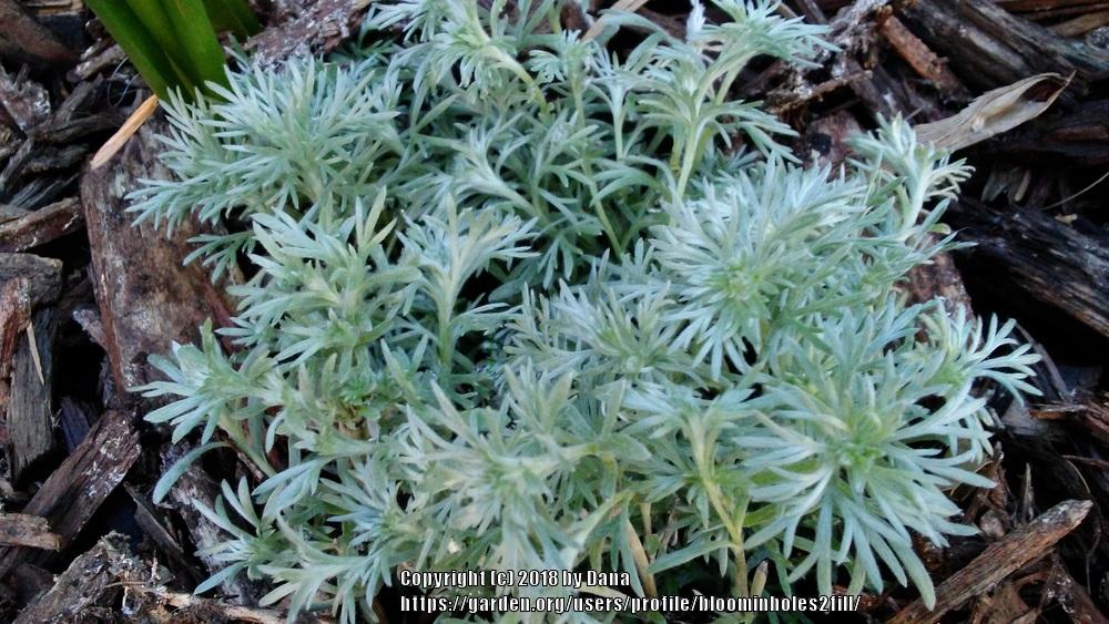 Photo of Silvermound Artemisia (Artemisia schmidtiana 'Silver Mound') uploaded by bloominholes2fill