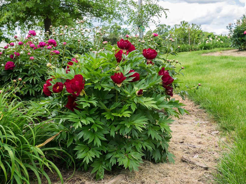 Photo of Intersectional Peony (Paeonia 'Scarlet Heaven') uploaded by frankrichards16