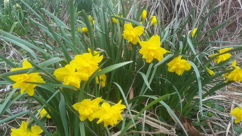 Photo of Double Daffodil (Narcissus 'Double Smiles') uploaded by gemini_sage