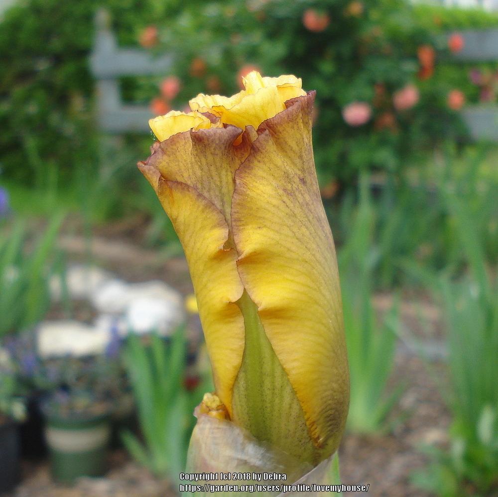 Photo of Tall Bearded Iris (Iris 'New Day Dawning') uploaded by lovemyhouse