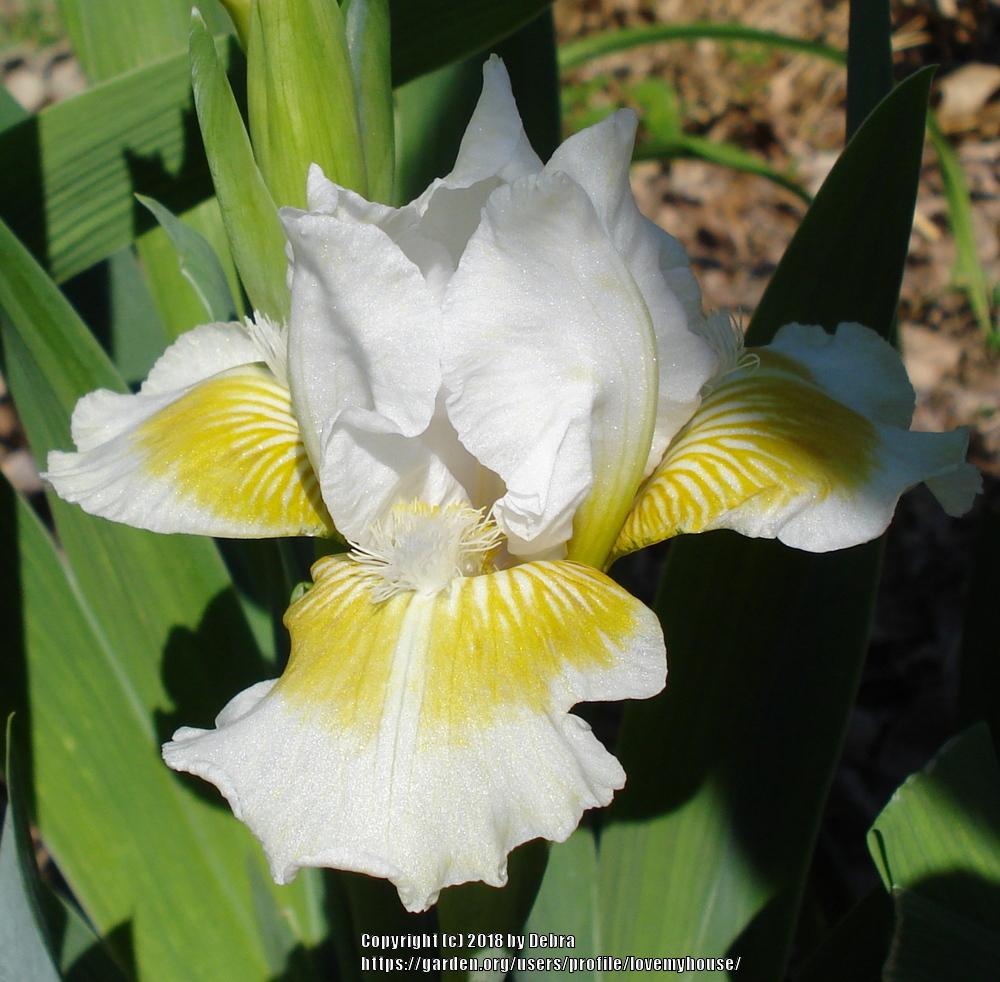 Photo of Intermediate Bearded Iris (Iris 'Lunar Frost') uploaded by lovemyhouse