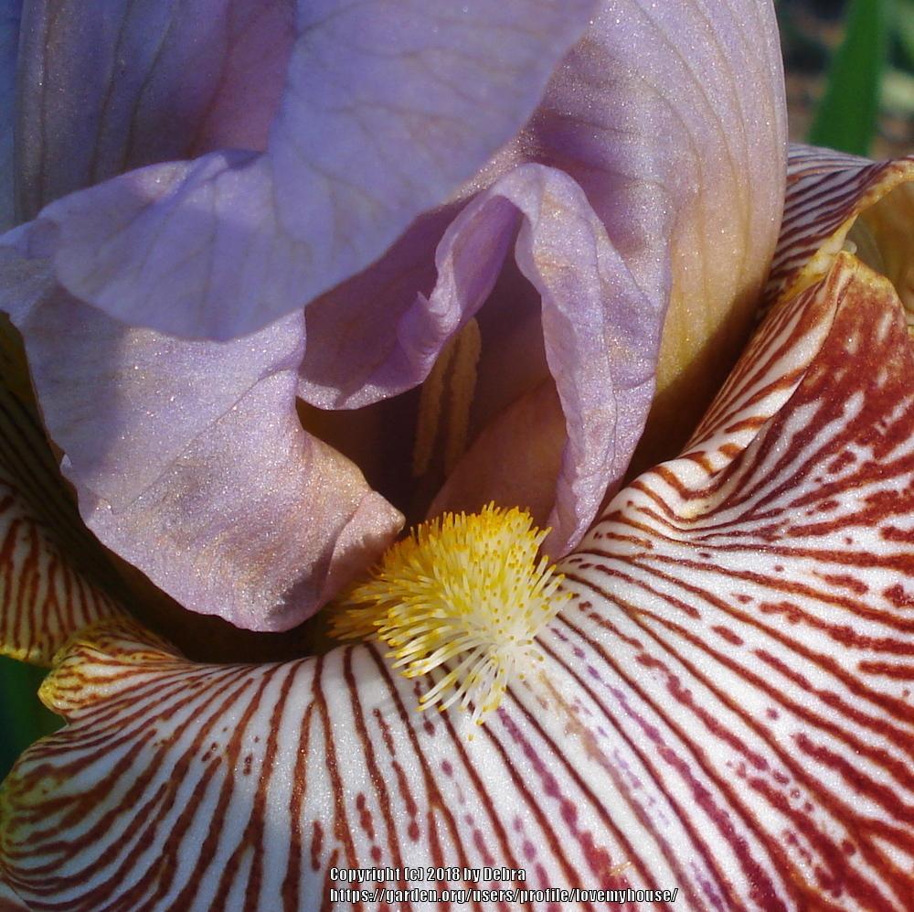 Photo of Tall Bearded Iris (Iris 'Stile Libero') uploaded by lovemyhouse