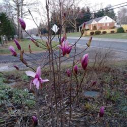 Location: Odenton Maryland
Date: 2018-04-10
First year to bloom