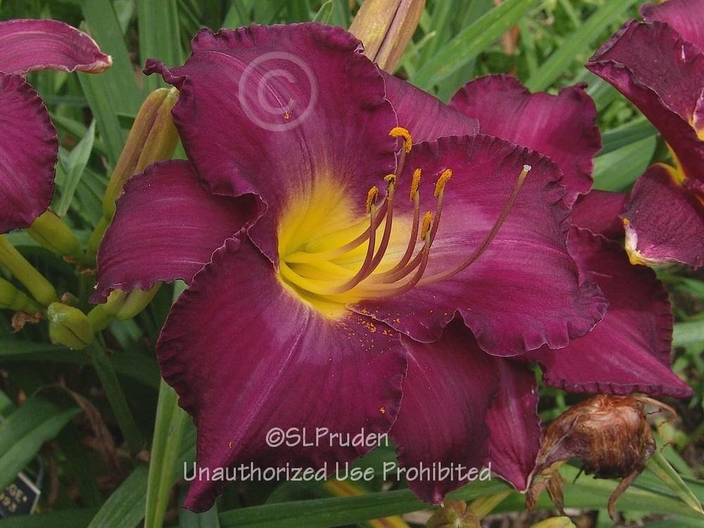 Photo of Daylily (Hemerocallis 'Purple Passage') uploaded by DaylilySLP