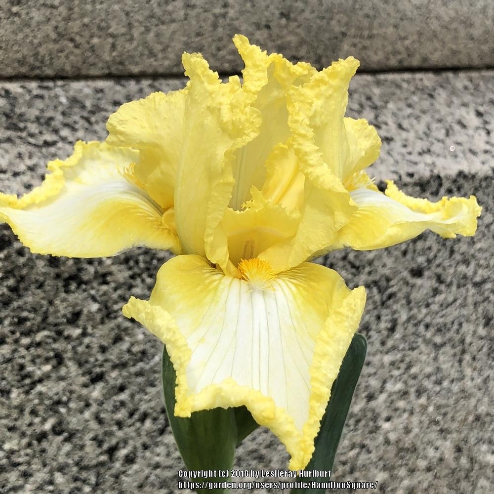 Photo of Irises (Iris) uploaded by HamiltonSquare