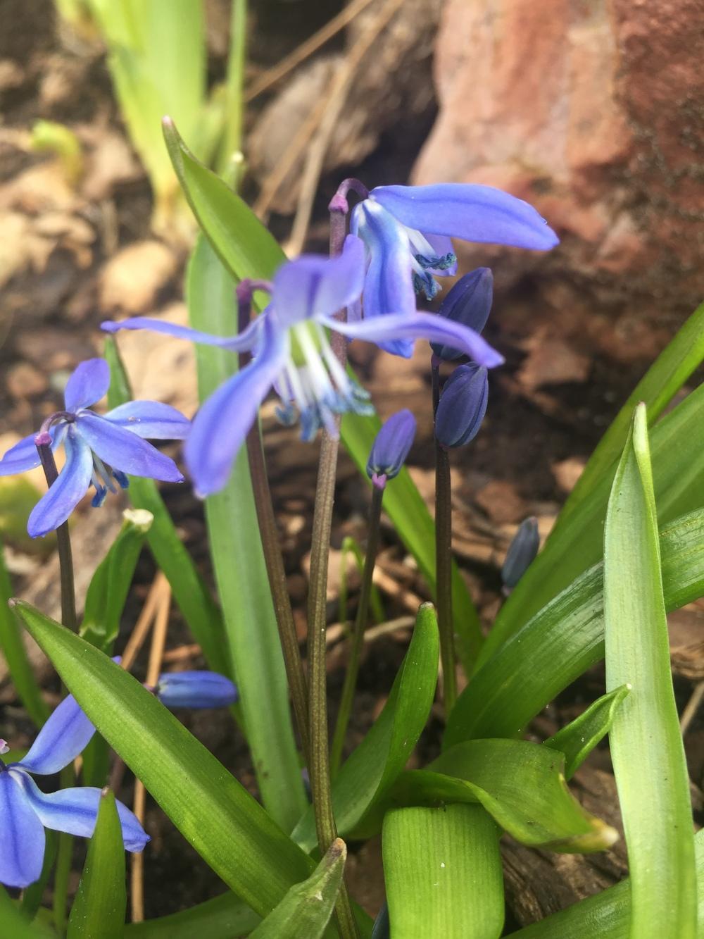 Photo of Siberian Squill (Scilla siberica) uploaded by SpringGreenThumb