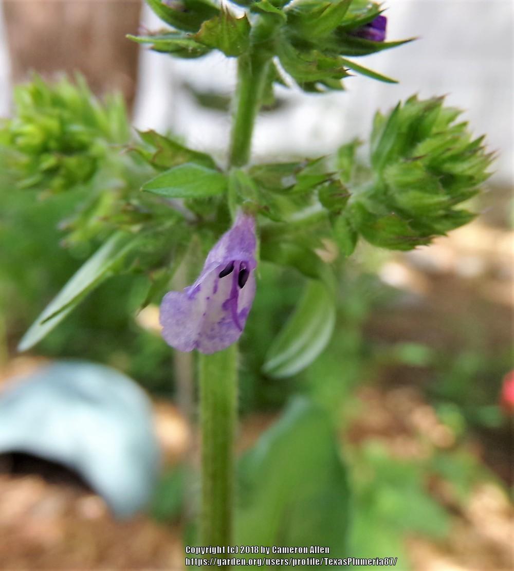 Photo of Lyreleaf Sage (Salvia lyrata) uploaded by TexasPlumeria87