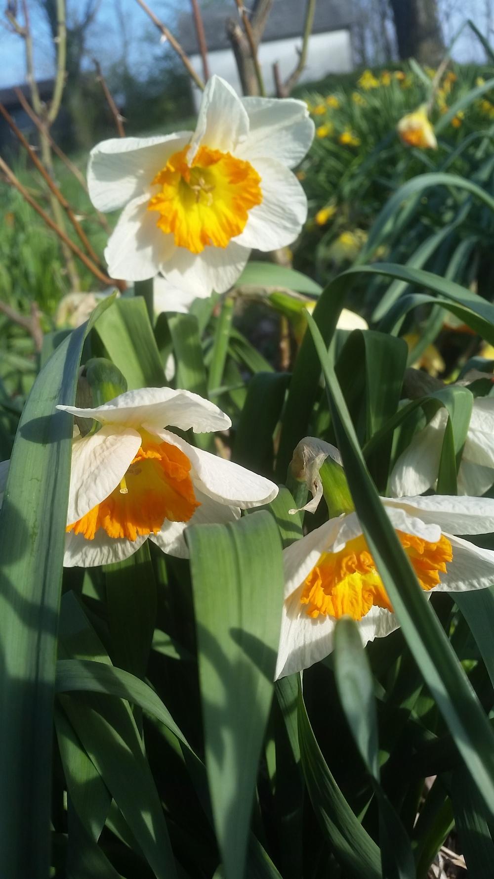Photo of Large-Cupped Daffodil (Narcissus 'Roulette') uploaded by gemini_sage