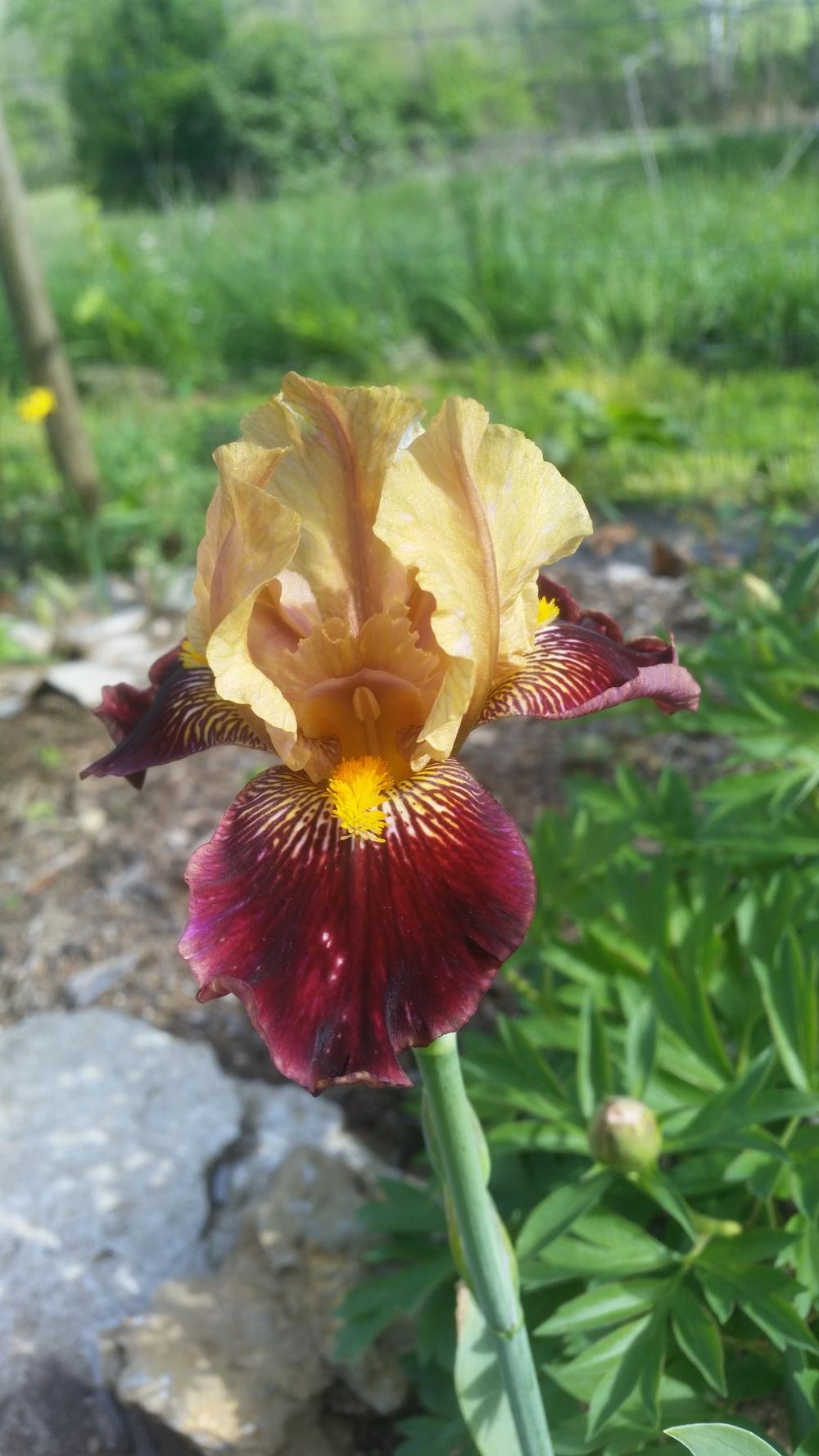 Photo of Intermediate Bearded Iris (Iris 'Gold and Rubies') uploaded by gemini_sage