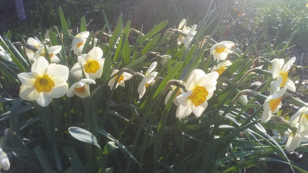 Photo of Small Cupped Daffodil (Narcissus 'Ringtone') uploaded by gemini_sage