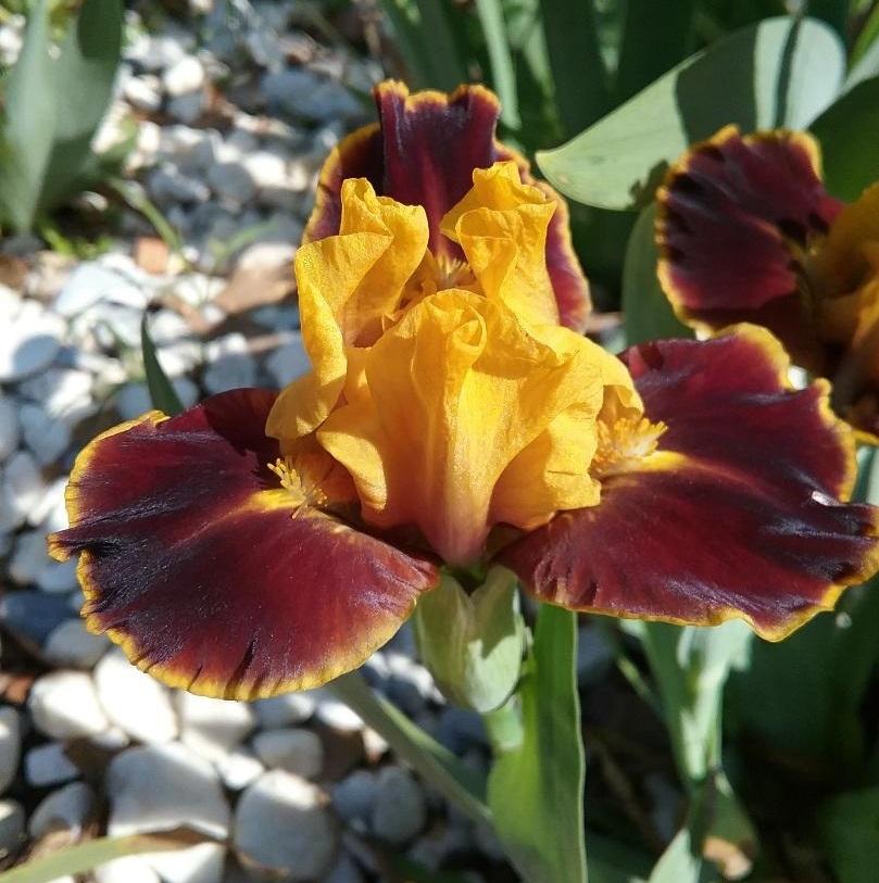 Photo of Standard Dwarf Bearded Iris (Iris 'Bossy Boots') uploaded by grannysgarden