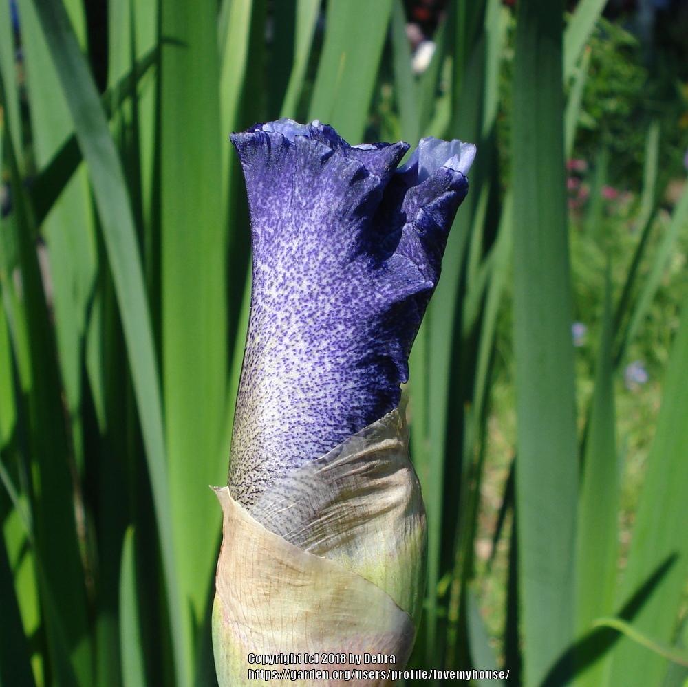 Photo of Tall Bearded Iris (Iris 'Splashacata') uploaded by lovemyhouse