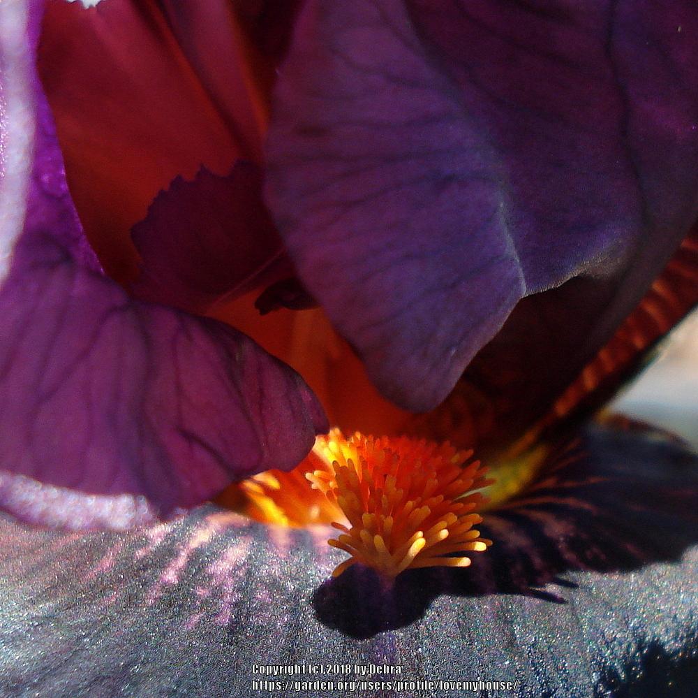 Photo of Intermediate Bearded Iris (Iris 'Garnet Slippers') uploaded by lovemyhouse