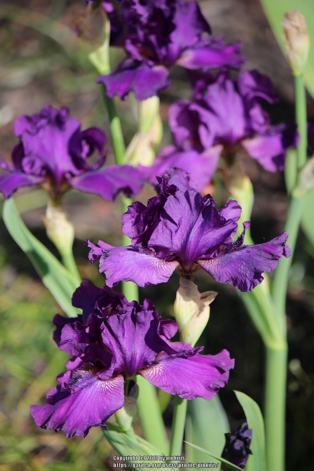 Photo of Intermediate Bearded Iris (Iris 'October Storm') uploaded by pinkiris
