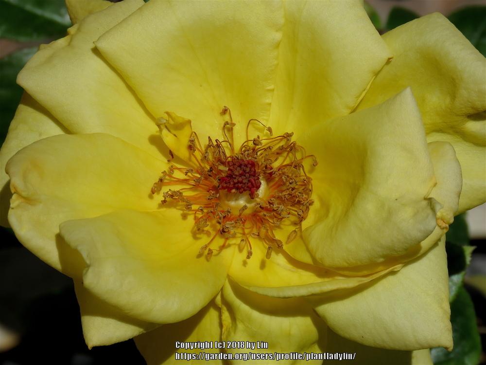 Photo of Rose (Rosa 'Oregold') uploaded by plantladylin